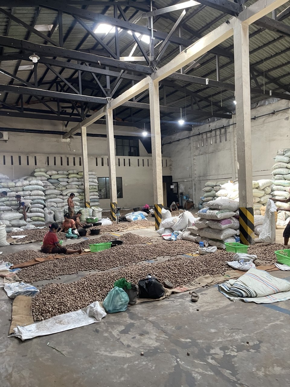 Sorting Process For Betelnut