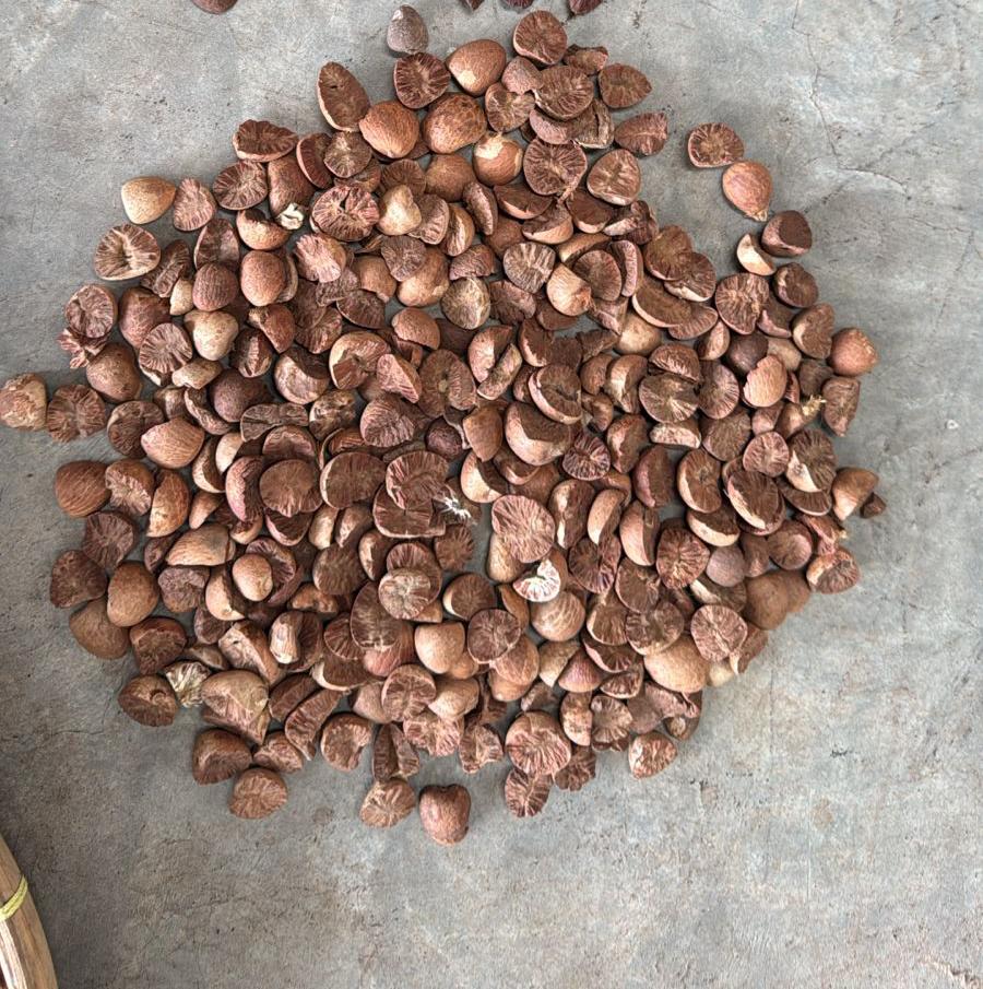 Split Betelnut 80 85