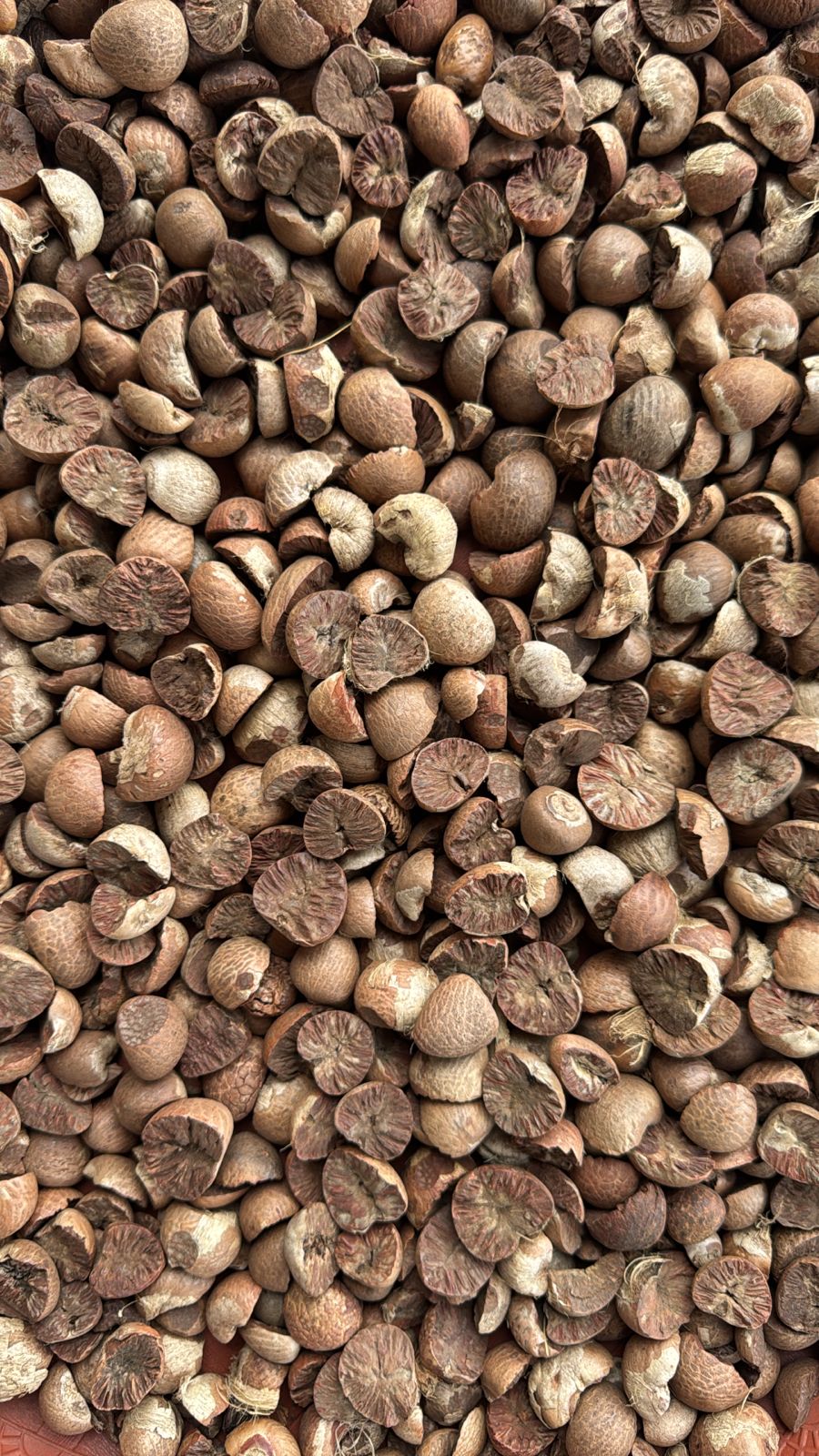 Split Betelnut 85 90