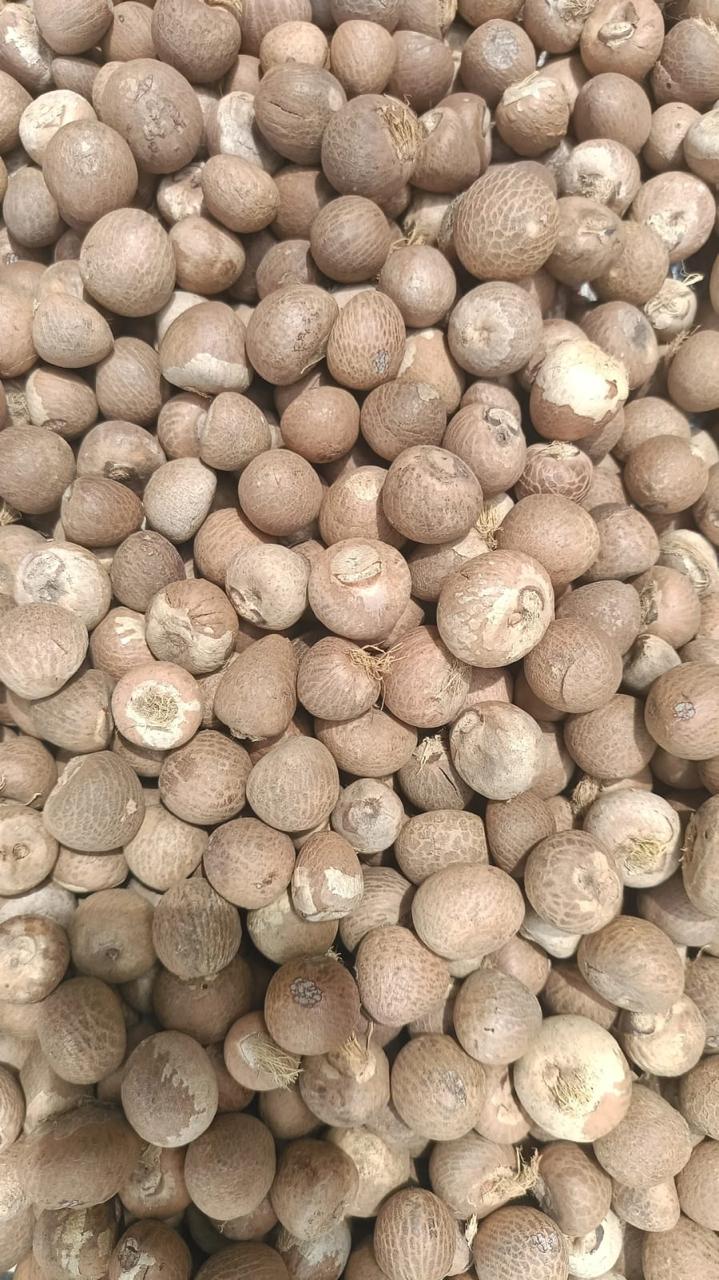 Whole Betelnut 60 65