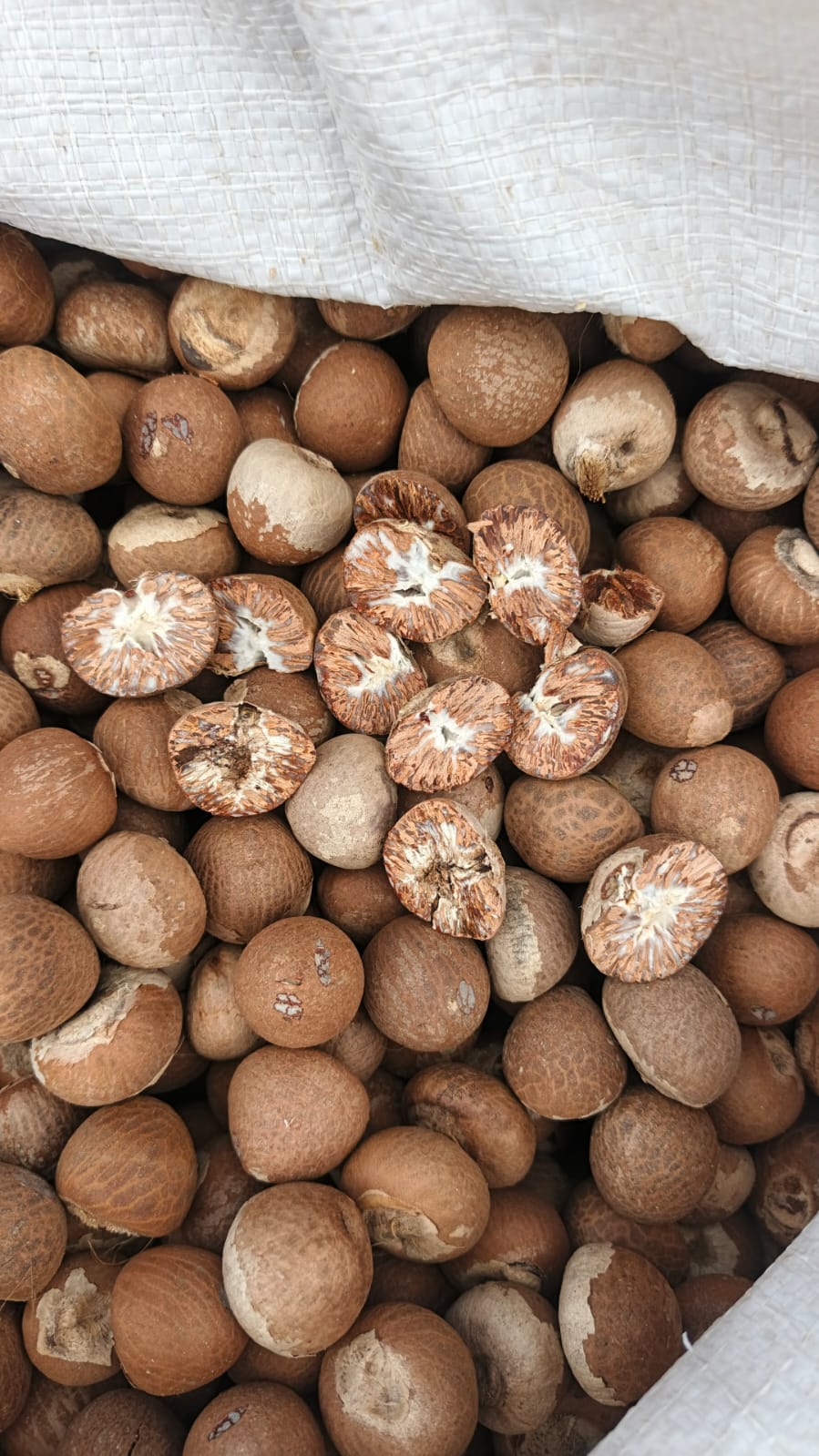Whole Betelnut 70 75