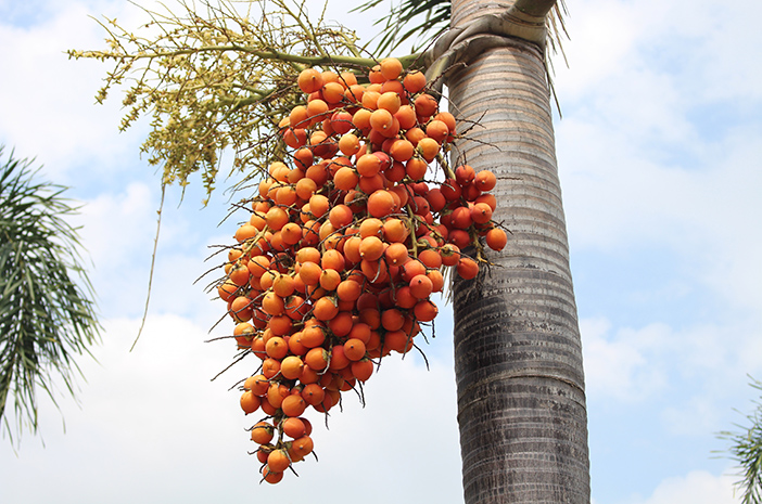 Areca Nut vs Betel Nut: What’s the Difference?
