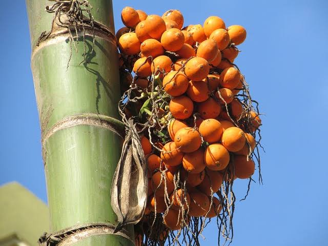 Harvest Season of Areca Nut: Timing, Regions, and Impact on Supply